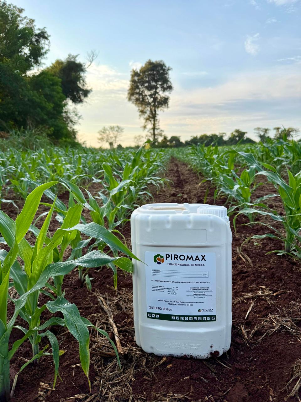 PIROMAX Extracto Piroleñoso 10L en cultivo de maíz